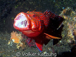 grouper by Volker Katzung 